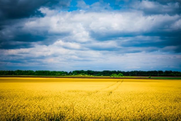 Photograph of blue sky and yellow field.